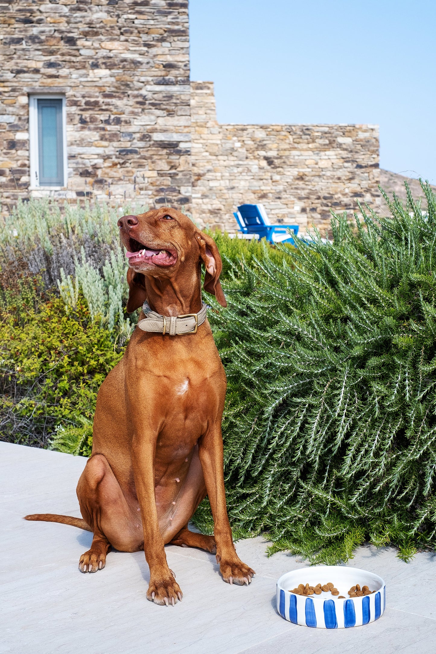 Blue Stripes Pet Bowl Medium