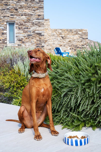 Blue Stripes Pet Bowl Medium