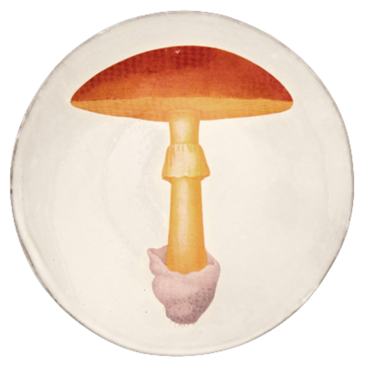 Medium Yellow Agaric Oronge Plate