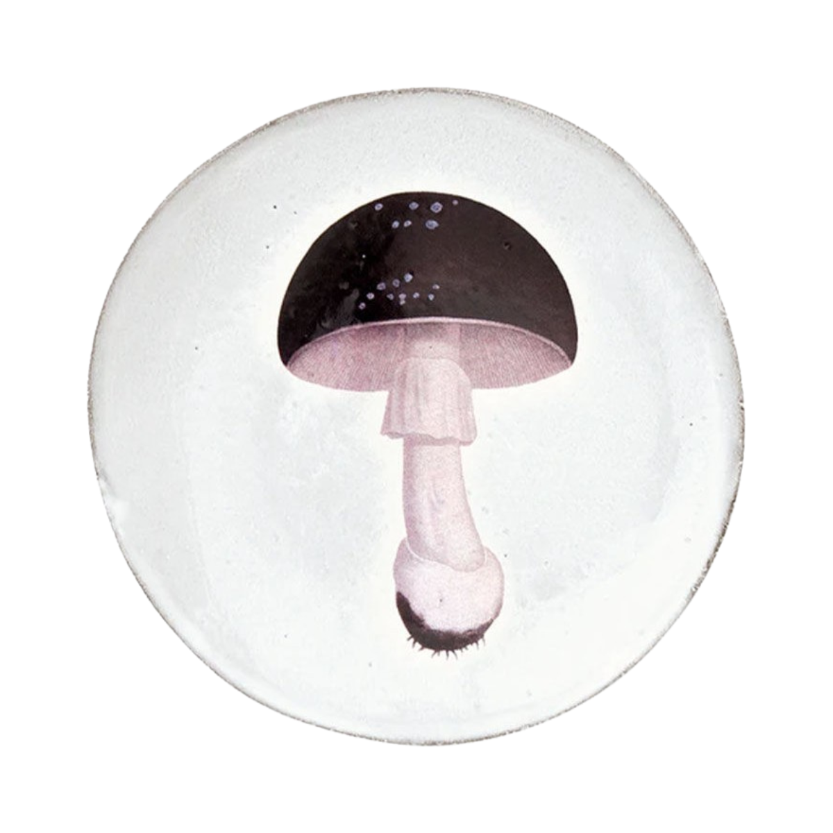 Medium Agaric Fuligineux Plate