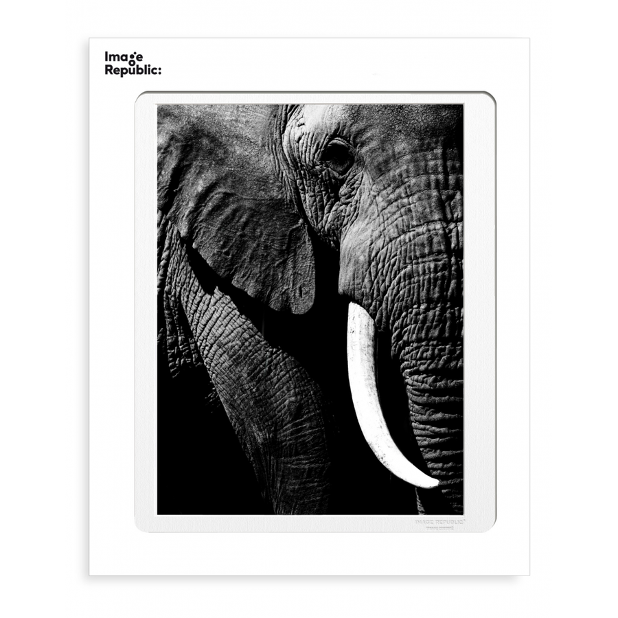 30x40 cm La Galerie Photo Elephant Zoom